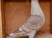 RARE COLOURED RUBELLA RACING PIGEON