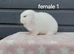Beautiful female mini lops