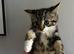 Beautiful kittens for new homes