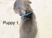Jack Russell Puppys, Much Wenlock, Merle Top Quality Bloodlines