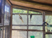 Cockatiels for sale