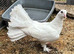 6 pigeons for sale