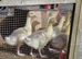 Embden Goslings