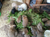 Mini Lop/Rex cross