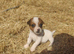 Gorgeous Pedigree Jack Russell Puppies