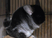 Beautiful Black Velvet Chinchilla girl