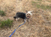 Small female Yorkie