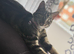Gorgeous tabby kittens ready for reservation!