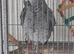 Coco the African grey