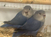 Blue mutation tame love birds