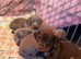 Adorable Puppies