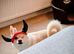 Beautiful Chihuahua Pomeranian cross