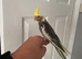 9 week hand reared cockatiel