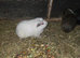 Adult male guinea pigs