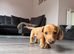 2 miniature dachshund boys