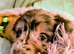 Cockapoo puppys