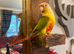 Gorgeous sun conure