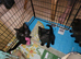Boy black kitten
