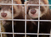 10 WEEK OLD FERRETS READY NOW IN FIFE