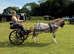 Section A Stallion – 11.3hh