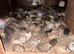 Pol coturnix quail