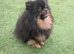 Black and tan female pom