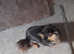 Chihuahua for sale
