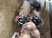 Beagle x labs ready now