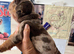 English bulldog puppies for sale males and females
