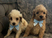 Cockapoo puppies for sale