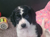 Cockerpoo puppies