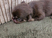 Pug litter