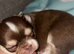 Long coat chihuahua