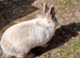 Female lionhead rabbit