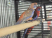 Finches to parrots
