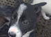 Farm reared pups