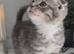 Kitten Tabby’s boy 2 month BHS