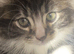Ready now two Kittens left for sale