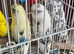 Pied budgies 3 to 4 months