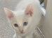 Pure white male turkish a gora ready to be rehomed
