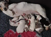 Jack Russell puppies
