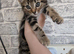 1 female kitten