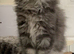 Maine coon kittens