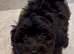 Fully DNA Health Tested F1 Maltipoo Puppies