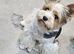 Price negotiable. Yorkshire Terrier Puppies – 1 last Boy Looking for Loving Homes
