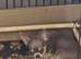 Puppy chihuahua puppy for sale