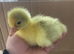 African Embden Toulouse Hybrid Mixed Goose Geese Hatched Chicks