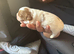 King Charles cavalier spaniel puppy