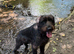 Giant Schnauzer Female