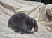 BABY MINI LOPS